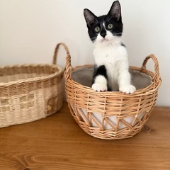 ワカメちゃん❣️丸いしっぽが可愛いおっとりさん