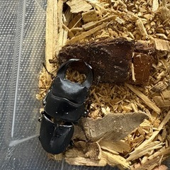 【アゴ太系統】ホペイオオクワガタ　CBF2　♂単品　58.5mmの画像