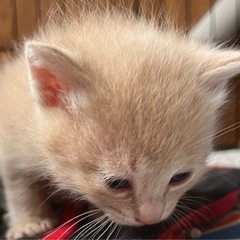 📢 子猫ちゃんたちの家族になってくださる方を探しています