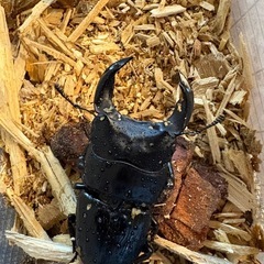 【アゴ太系統】ホペイオオクワガタ　CBF2　♂単品　63.7mmの画像