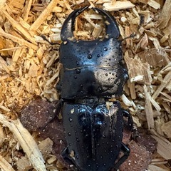 【アゴ太系統】ホペイオオクワガタ　CBF2　♂単品　63.7mmの画像