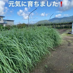 自家栽培　レモングラス　１キロの画像