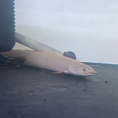 ポリプテルスセネガルスプラチナAグレードの画像