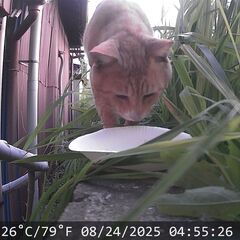  【埼玉県近郊エリア】ペット/猫探偵！探偵見習い募集。迷子猫の捜索【現地集合・解散】の画像