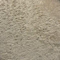 もふもふ🐰カーペットの画像