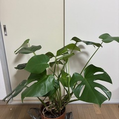 観葉植物　モンステラ
の画像