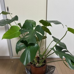 観葉植物　モンステラ
の画像