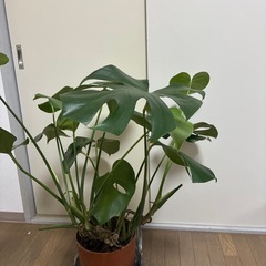 観葉植物　モンステラ
の画像