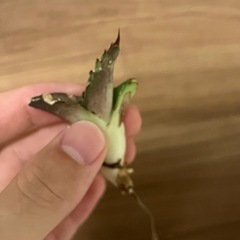 【良血統】　アガベ　白鯨　子株　ビザールプランツ　多肉植物の画像