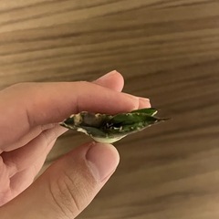 【良血統】　アガベ　白鯨　子株　ビザールプランツ　多肉植物の画像