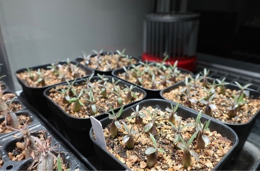 【美品】ガラス温室 植物育成セット ピカコーポレーション 丸株育成実績有り