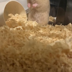 キンクマハムスター生後2ヶ月
