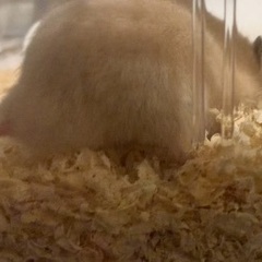 キンクマハムスター生後2ヶ月 − 東京都