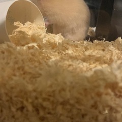 キンクマハムスター生後2ヶ月 - 千代田区