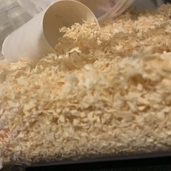 キンクマハムスター生後2ヶ月 - その他