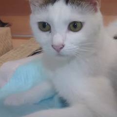 1歳くらいのキジ白の女の子の里親様を探しています。