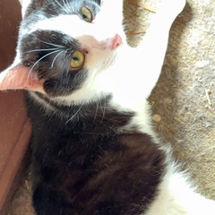 センター分けの甘えん坊猫くん