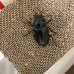 ギラファノコギリクワガタ　ペアの画像
