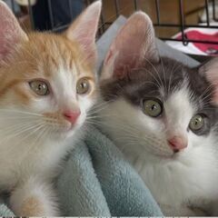 譲渡会参加　兄弟