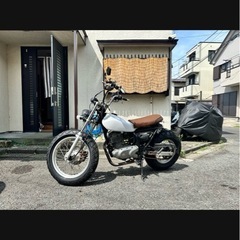 スズキの画像