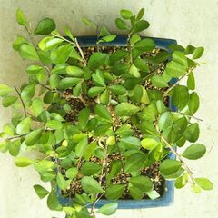 盆栽マッコウの画像