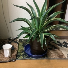 アガベ　ベネズエラの画像