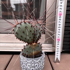 アズレア オプンチアの画像