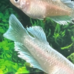 レッドクリフ白勝ち（めだか・メダカ）の画像