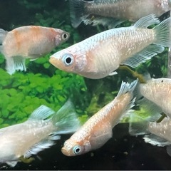 レッドクリフ白勝ち（めだか・メダカ）の画像