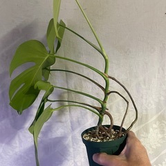 モンステラ
の画像