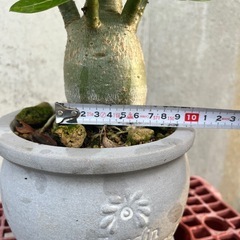 アデニウムアラビカムの画像