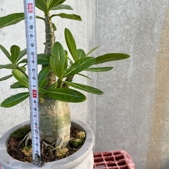 アデニウムアラビカムの画像