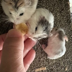 ロボロフスキーハムスター 里親募集
