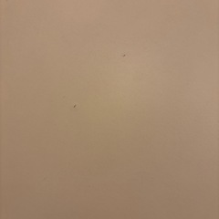丸形昇降バタフライテーブル幅100 ディノス ホワイトの画像