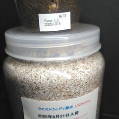 Rhaetulus westwoodi westwoodi  幼虫1頭の画像