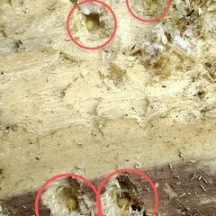 Rhaetulus westwoodi westwoodi  幼虫1頭の画像