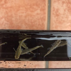 フロマージュ　メダカ　成魚　1匹300円の画像