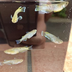 フロマージュ　メダカ　成魚　1匹300円の画像