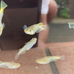 フロマージュ　メダカ　成魚　1匹300円の画像