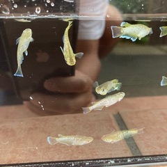 フロマージュ　メダカ　成魚　1匹300円の画像