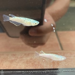 ネプチューン　メダカ　成魚　1匹300円の画像