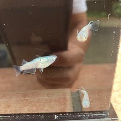 ネプチューン　メダカ　成魚　1匹300円の画像