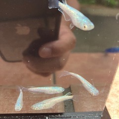 ネプチューン　メダカ　成魚　1匹300円の画像