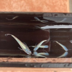 ネプチューン　メダカ　成魚　1匹300円の画像