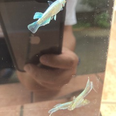 エメキン　メダカ　成魚　1匹300円の画像