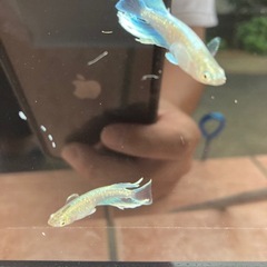 エメキン　メダカ　成魚　1匹300円の画像