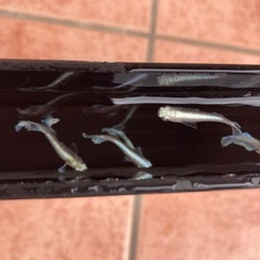 エメキン　メダカ　成魚　1匹300円の画像