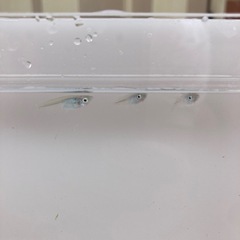 深海　メダカ　若魚　1匹300円の画像