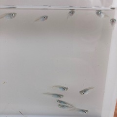 深海　メダカ　若魚　1匹300円の画像