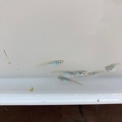 深海　メダカ　若魚　1匹300円の画像